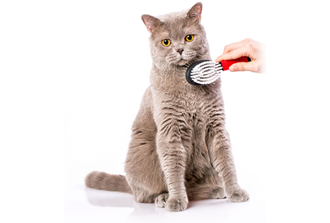 Brush Out