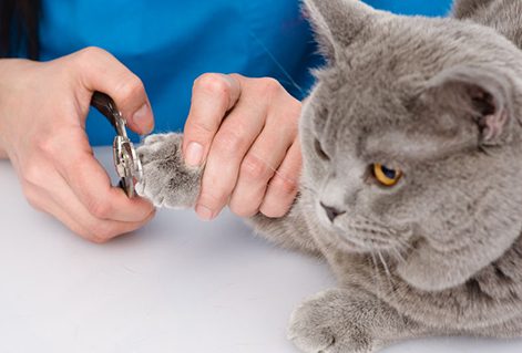 pawdicure