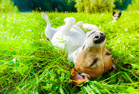 pet relaxing
