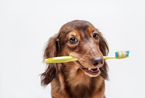 teeth brushing